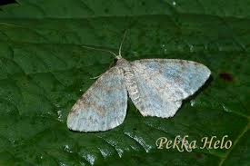 Attēlu rezultāti vaicājumam “Hydrelia sylvata”