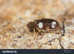 Attēlu rezultāti vaicājumam “Ptinus sp.”