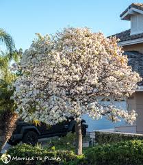 Attēlu rezultāti vaicājumam “Pyrus”