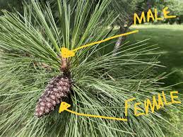 Attēlu rezultāti vaicājumam “Pinus ponderosa fruit”