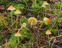 Attēlu rezultāti vaicājumam “Mycena”