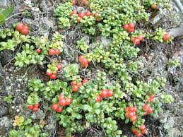 Attēlu rezultāti vaicājumam “Vaccinium vitis-idaea”