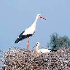 Attēlu rezultāti vaicājumam “Ciconia ciconia nest”