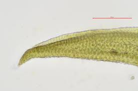 Attēlu rezultāti vaicājumam “Didymodon fallax var. brevifolius”