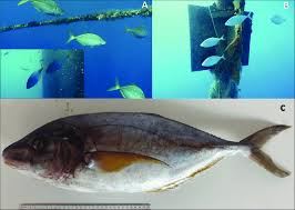 Image result for Pseudocaranx dentex