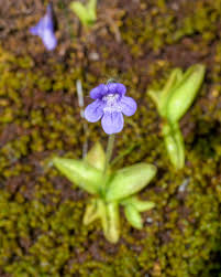 Attēlu rezultāti vaicājumam “Pinguicula vulgaris”