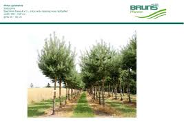 Attēlu rezultāti vaicājumam “Pinus sylvestris var. turfosa”