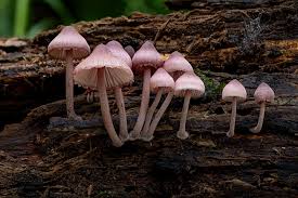 Attēlu rezultāti vaicājumam “Mycena haematopus”