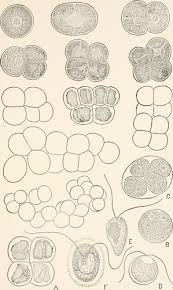Attēlu rezultāti vaicājumam “Pleurococcus vulgaris”