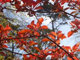 Attēlu rezultāti vaicājumam “Enkianthus chinensis leaf”