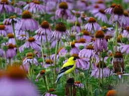 Image result for Echinacea purpurea