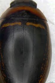 Attēlu rezultāti vaicājumam “Hydaticus transversalis”