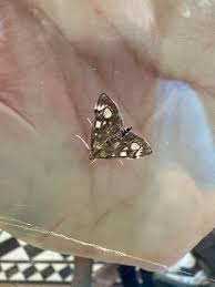 Attēlu rezultāti vaicājumam “Anania coronata”