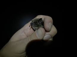 Attēlu rezultāti vaicājumam “Myotis brandtii”