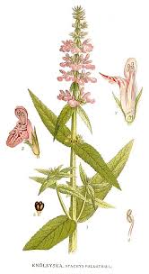 Attēlu rezultāti vaicājumam “Stachys palustris”