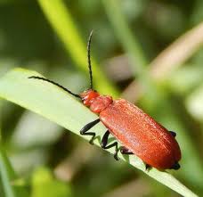Attēlu rezultāti vaicājumam “Pyrochroidae imago”