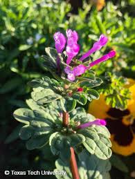 Attēlu rezultāti vaicājumam “Lamium amplexicaule”