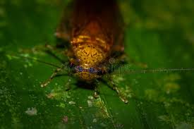 Attēlu rezultāti vaicājumam “Blattoptera”