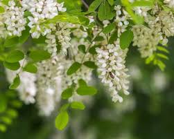 Attēlu rezultāti vaicājumam “Robinia”