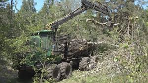Attēlu rezultāti vaicājumam “Lycogala persicum young”