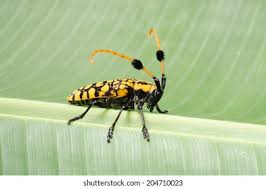 Attēlu rezultāti vaicājumam “Paracorymbia maculicornis imago”