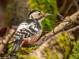 Attēlu rezultāti vaicājumam “Dendrocopos leucotos male”