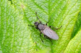 Attēlu rezultāti vaicājumam “Cortodera femorata”