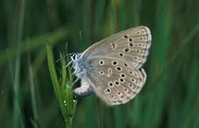 Attēlu rezultāti vaicājumam “Maculinea alcon underside”