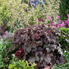 Image result for HEUCHERA americana 'Palace Purple Auslese'