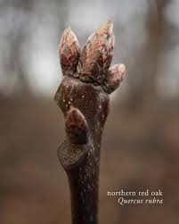 Attēlu rezultāti vaicājumam “Quercus rubra bud”