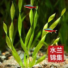 「扭蘭」的圖片搜尋結果