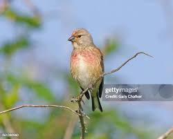 Attēlu rezultāti vaicājumam “Carduelis cannabina”