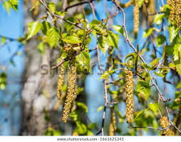 Attēlu rezultāti vaicājumam “Betula pendula flower”