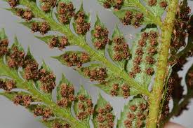 Attēlu rezultāti vaicājumam “Polystichum aculeatum”