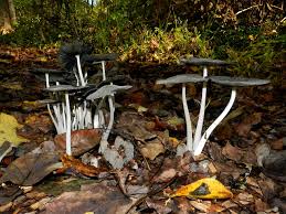 Attēlu rezultāti vaicājumam “Coprinus lagopus”