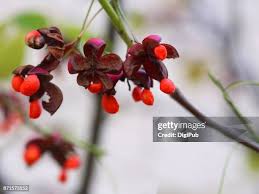 Attēlu rezultāti vaicājumam “Euonymus fruit”