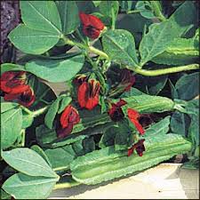 Image result for Lotus tetragonolobus