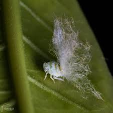 Attēlu rezultāti vaicājumam “Macrosteles sp. nymph”