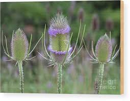 Image result for Dipsacus silvestris