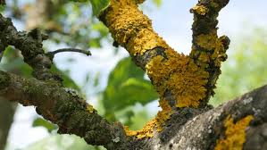 Attēlu rezultāti vaicājumam “Caloplaca scopularis”