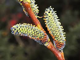 Attēlu rezultāti vaicājumam “Salix purpurea male flower”