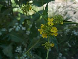 Attēlu rezultāti vaicājumam “Bunias orientalis”