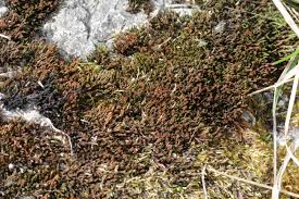 Attēlu rezultāti vaicājumam “Schistidium dupretii”