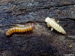 Attēlu rezultāti vaicājumam “Cucujus cinnaberinus larva”