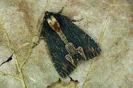 Attēlu rezultāti vaicājumam “Dypterygia scabriuscula”