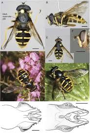 Attēlu rezultāti vaicājumam “Sericomyia sp.”