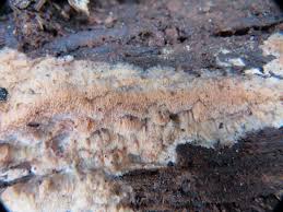 Attēlu rezultāti vaicājumam “Ceriporiopsis resinascens”