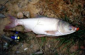 Image result for Hypophthalmichthys nobilis