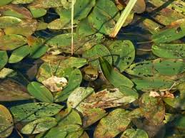 Attēlu rezultāti vaicājumam “Potamogeton natans”