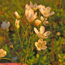 Attēlu rezultāti vaicājumam “Arenaria procera”